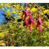 FUCHSIA MAGELLANICA 'VERSICOLOR' IST