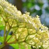 SAMBUCUS RACEMOSA 'PLUMOSA AUREA' IST