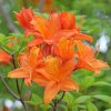 AZALEA 'GOLDEN EAGLE' IST
