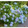 HYDRANGEA MACROPHYLLA 'FABOLO BLUE' SCHUTT1