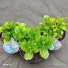 HYDRANGEA MACROPHYLLA 'FABOLO BLUE' kak