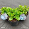 HYDRANGEA MACROPHYLLA 'FABOLO BLUE' kak1