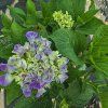 HYDRANGEA MACROPHYLLA 'FABOLO BLUE' kak