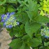 HYDRANGEA MACROPHYLLA 'FABOLO BLUE kak2