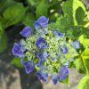 HYDRANGEA MACROPHYLLA 'FABOLO BLUE kak3