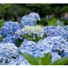 HYDRANGEA MACROPHYLLA 'FABOLO BLUE' SCHUTT