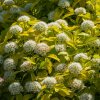 PHYSOCARPUS OPULIFOLIUS 'NUGGET' IST