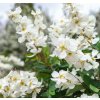 EXOCHORDA MACRANTHA 'THE BRIDE' SCHUT