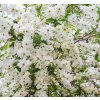 EXOCHORDA MACRANTHA 'THE BRIDE' SCHUT1
