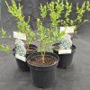 EXOCHORDA MACRANTHA 'THE BRIDE' kak