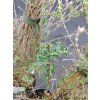 BUDDLEJA ALTERNIFOLIA 'UNIQUE' kak1