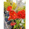 CHAENOMELES SUPERBA 'JET TRAIL' kak1