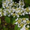 VIBURNUM PLICATUM 'SUMMER SNOWFLAKE' IST