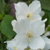 PHILADELPHUS 'DAME BLANCHE' ist1
