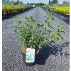 PHILADELPHUS 'DAME BLANCHE' (PAJAZMÍN)