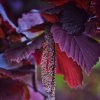 CORYLUS MAXIMA 'PURPUREA' IST