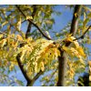 GLEDITSIA TRIACANTHOS SHUTT1