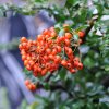 PYRACANTHA COCCINEA 'TETON' IST