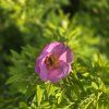 ROSA RUGOSA kak1