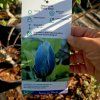 MAGNOLIA 'BABY BLUE kak