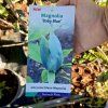 MAGNOLIA 'BABY BLUE kak2