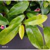 MAGNOLIA 'STELLAR RUBY' kak1
