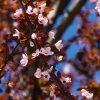 PRUNUS CERASIFERA 'NIGRA' _ist4