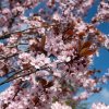 PRUNUS CERASIFERA 'NIGRA' IST