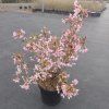 Prunus incisa 'Paean' arbo