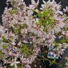 PRUNUS INCISA 'PAEAN' kak2