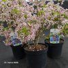 PRUNUS INCISA 'PAEAN' kak1