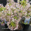 PRUNUS INCISA 'PAEAN' kak