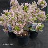 PRUNUS INCISA 'PAEAN' kak3