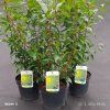 PRUNUS LUSITANICA 'ANGUSTIFOLIA' kak
