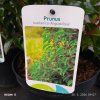 PRUNUS LUSITANICA 'ANGUSTIFOLIA' kak1