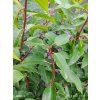 PRUNUS LUSITANICA 'ANGUSTIFOLIA' kak2