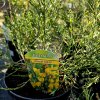 CYTISUS BEANII 'OSIRIS' KAK
