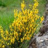 CYTISUS BEANII 'OSIRIS' IST