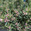 ANDROMEDA POLIFOLIA 'BLUE ICE' kak