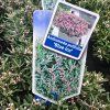 ANDROMEDA POLIFOLIA 'BLUE ICE' kak1