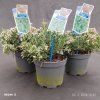 ANDROMEDA POLIFOLIA 'BLUE ICE' kak