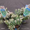 ANDROMEDA POLIFOLIA 'BLUE ICE' kak2