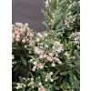 ANDROMEDA POLIFOLIA 'BLUE ICE' kak3