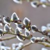 SALIX CAPREA 'KILMARNOCK' IST