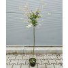 SALIX INTEGRA 'HAKURO NISHIKI' 80KM arbo