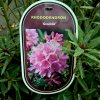 RHODODENDRON 'GRAZIELLA' KAK