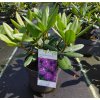 Rhododendron (T) 'Alfred' ARBO