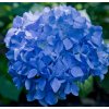 HYDRANGEA MACROPHYLLA 'EARLY BLUE' SCHUTT1