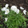 ANEMONE SYLVESTRIS 'MADONNA'  ist2