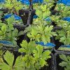 ANEMONE SYLVESTRIS kak